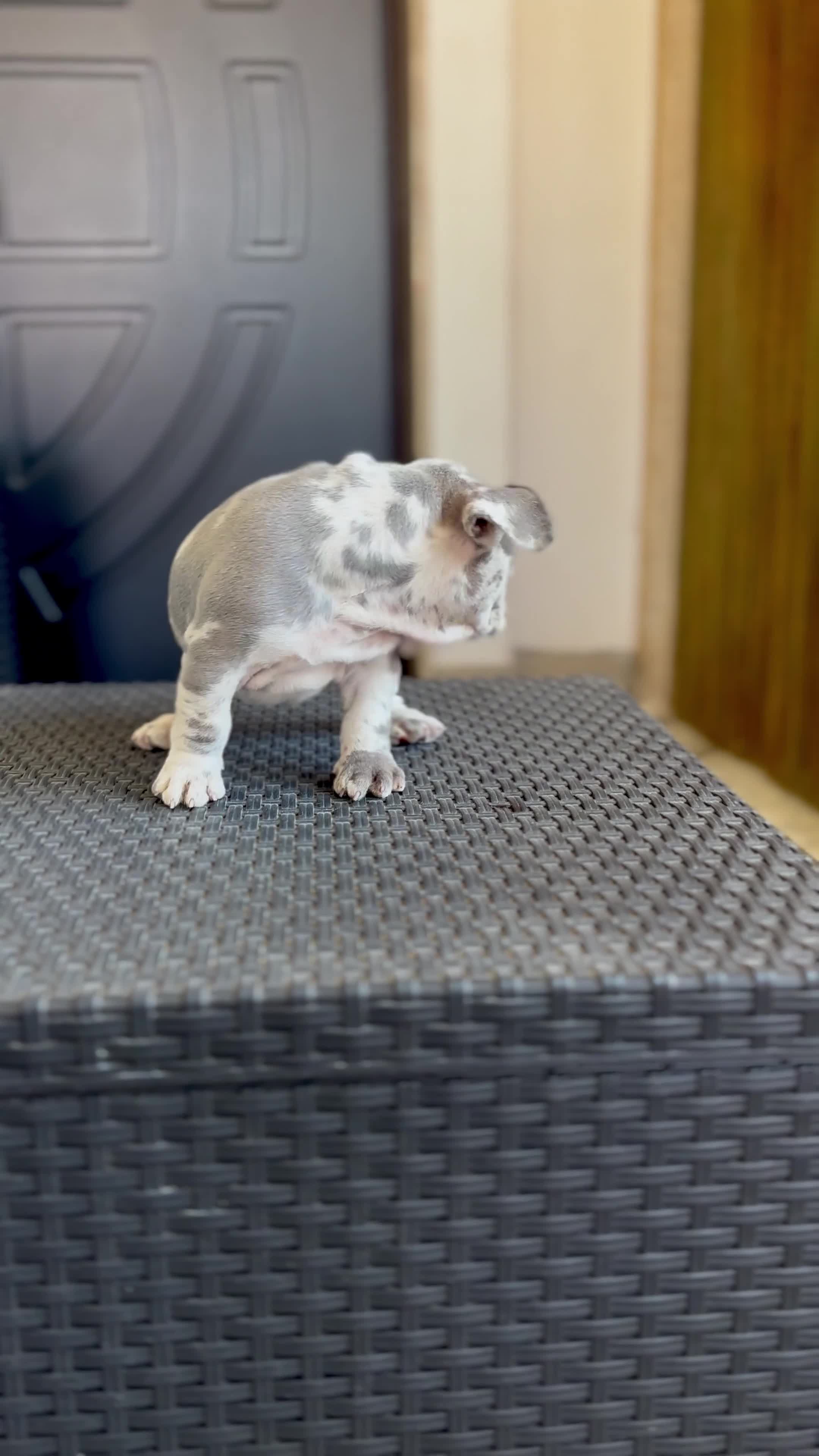 Bulldog Francese cani in vendita: Cucciola Bulldog Francese  - Video 1