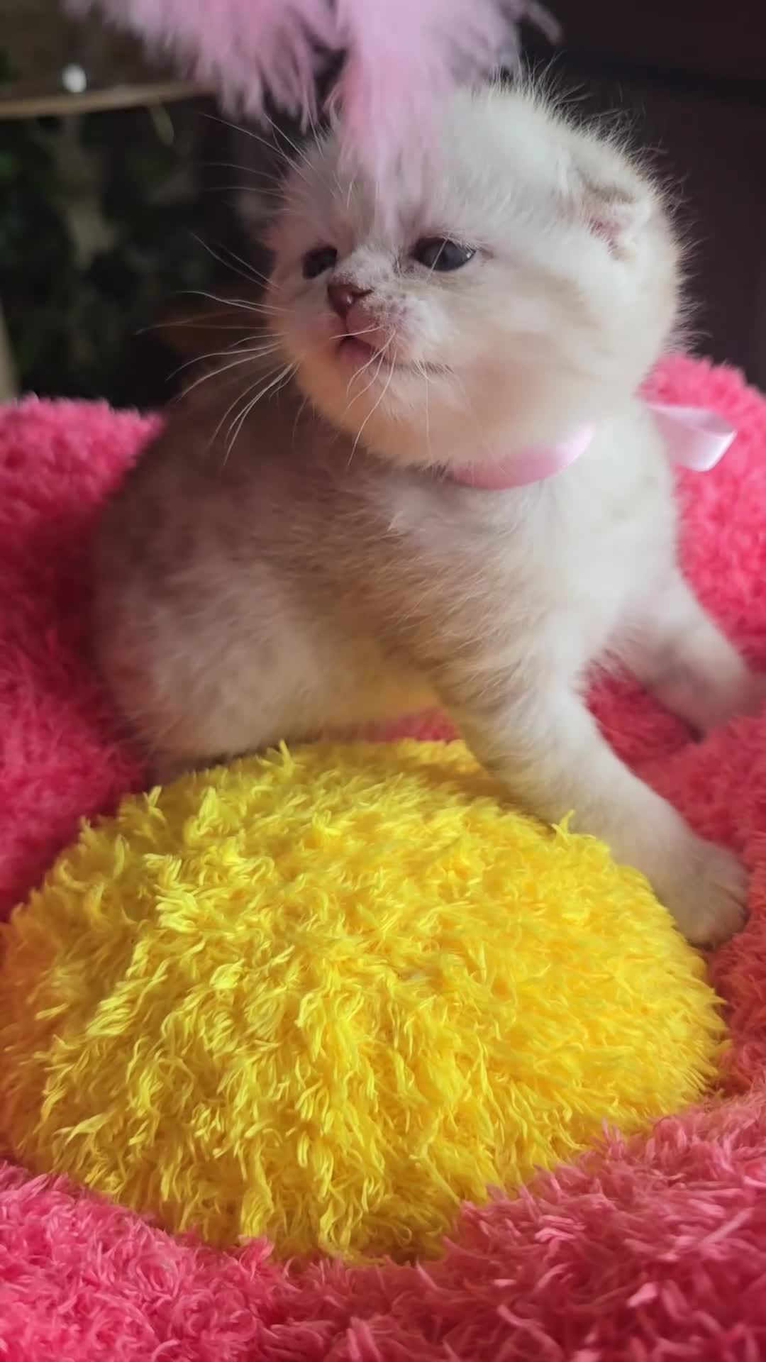 Scottish gatti in vendita: Cuccioli scottish fold e straight  - Video 2