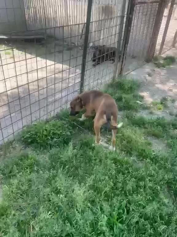 Meticcio cani in regalo: SPLENDIDO CUCCIOLOTTO DA AMARE - Video 1