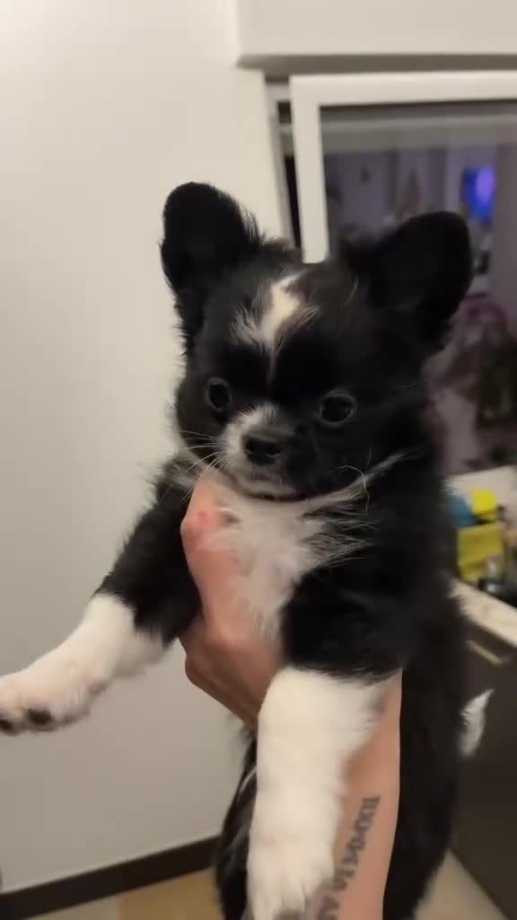Chihuahua cani in vendita: Chihuahua pedigree  - Video 2