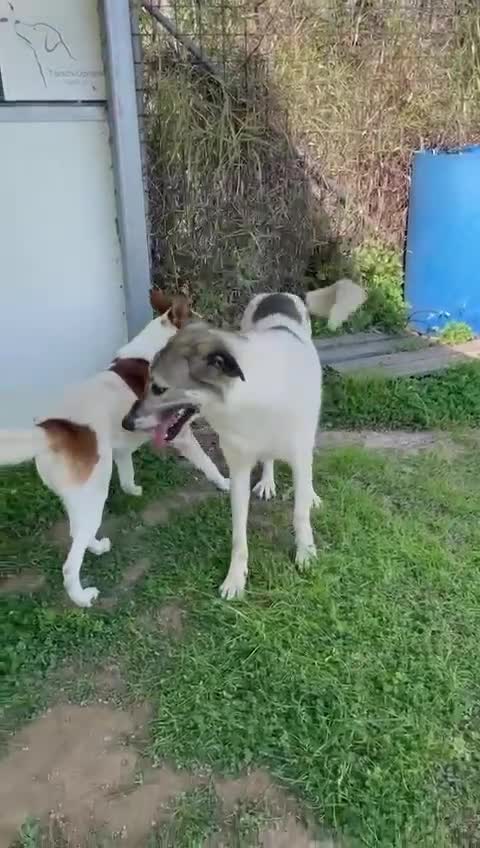 Meticcio cani in regalo: Miche: 2 anni, socievole e affettuoso  - Video 4
