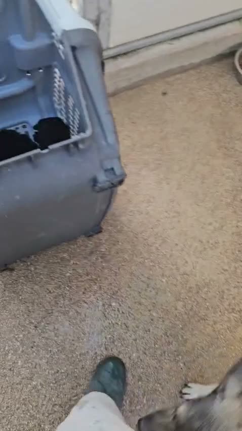 Meticcio cani in regalo: Mamma Cozza: dolce e socievole. Taglia contenuta  - Video 5