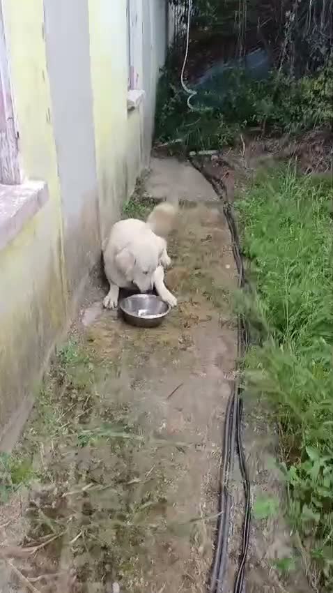 Labrador cani in regalo: Sig .ra a Provincia di Monza e della Brianza - Video 2