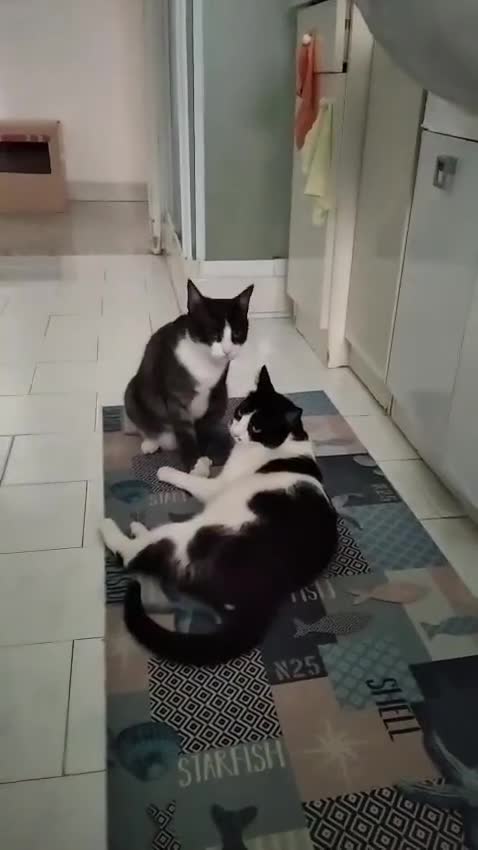 Europeo gatti in regalo: Micha e Rainbow hanno bisogno di una nuova casa! - Video 3
