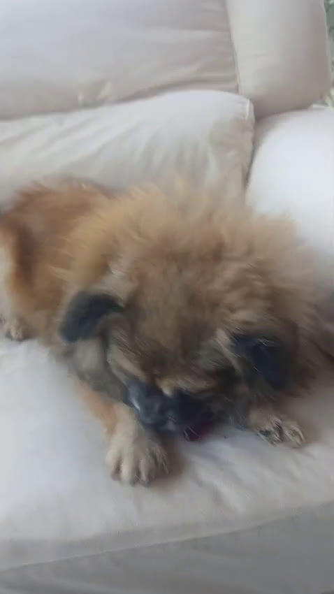 Pechinese cani in regalo: Peggy, splendida pechinese - Video 1