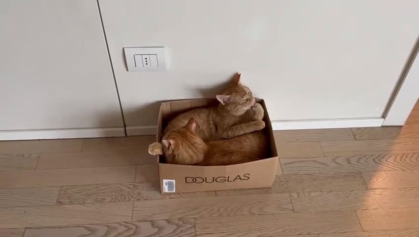 Altre razze gatti in regalo: Coppia di gatti Arancioni - Video 1