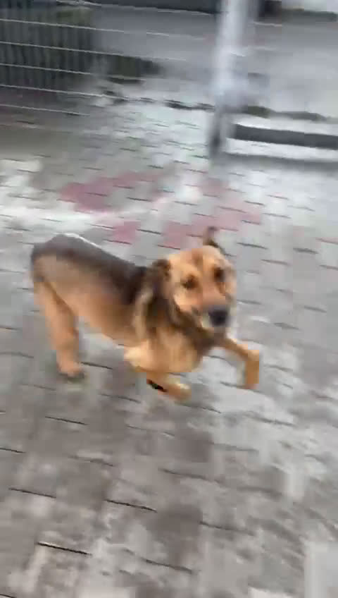 Affenpinscher cani in regalo: ULISSE LUPETTO - Video 1