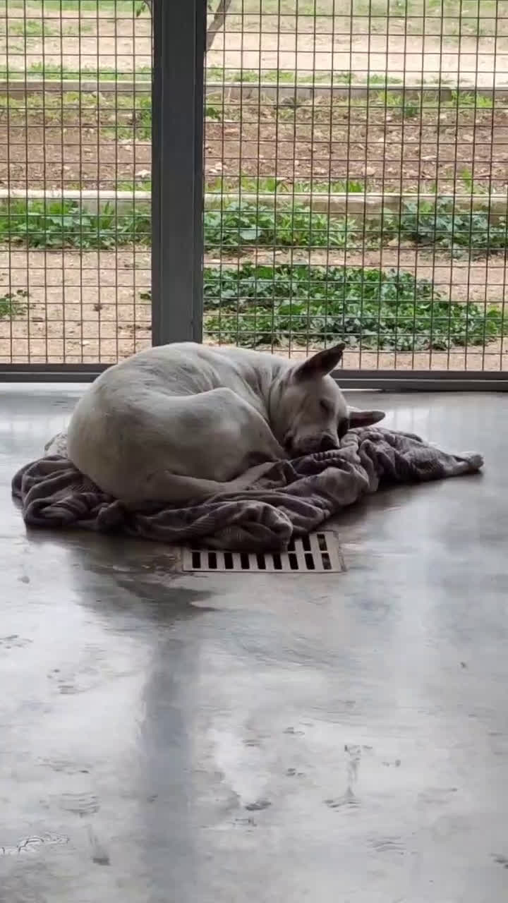 Meticcio cani in regalo: Magda, ci sarà pure qualcuno per te!!! a Città Metropolitana di Bari - Video 1