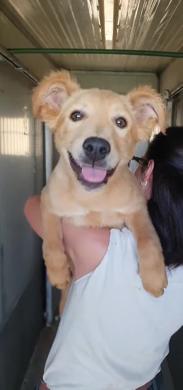Labrador cani in regalo: Gino, cucciolo mix Labrador in canile - Video 1