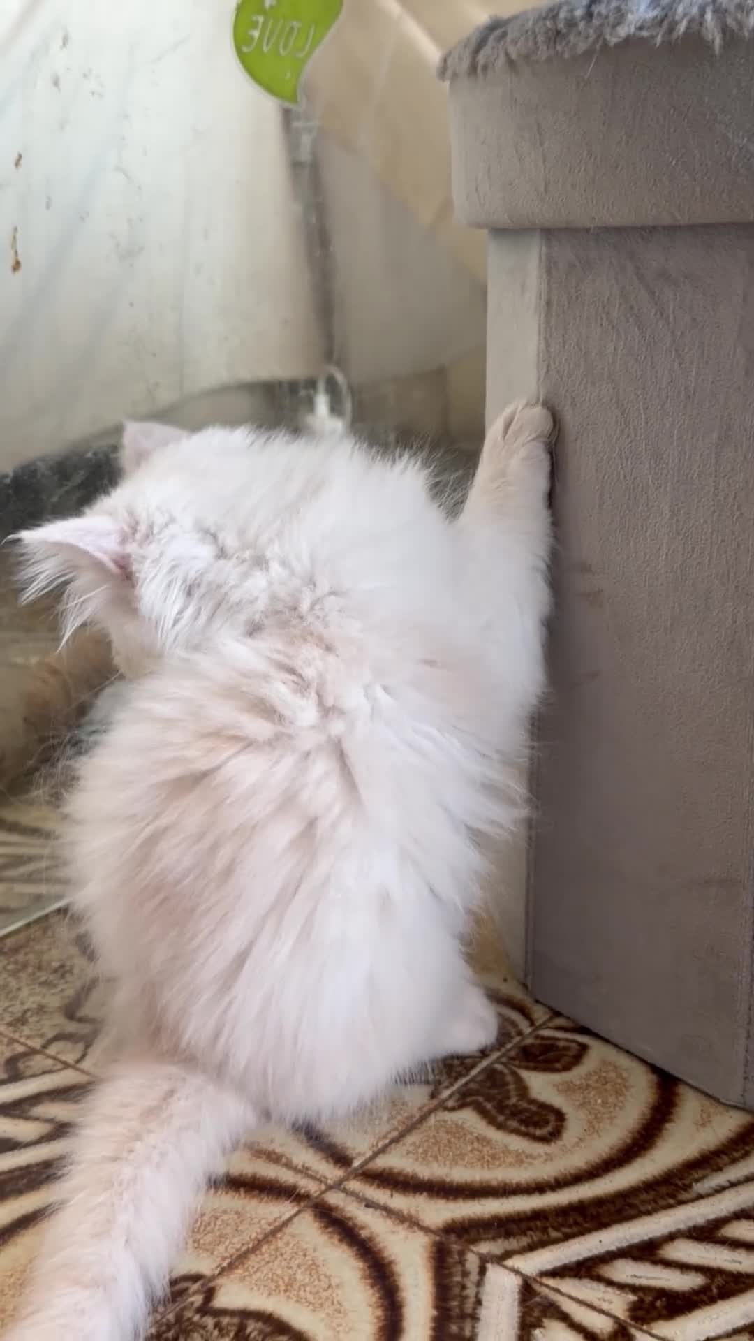 Persiano gatti in vendita: Bellissimi gattini Persiani disponibili  a Città Metropolitana di Venezia - Video 1