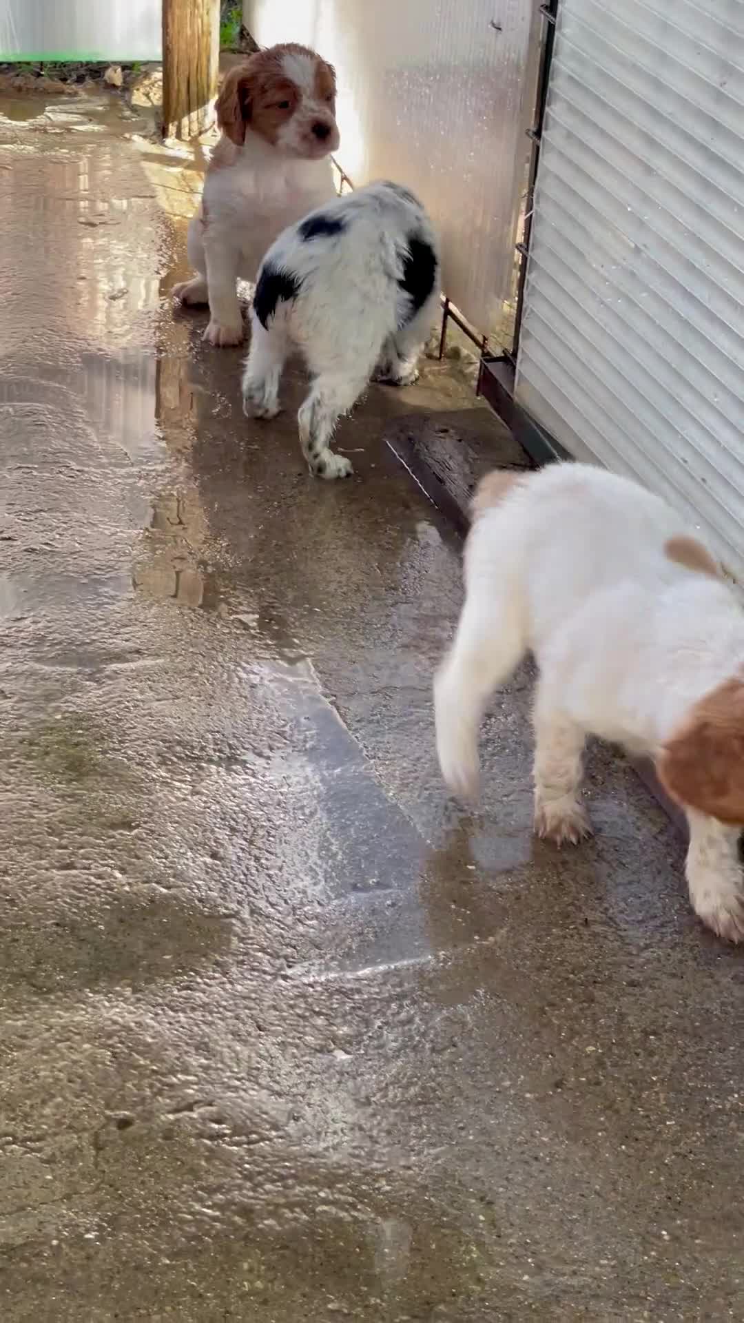Breton cani in vendita: Breton  - Video 2