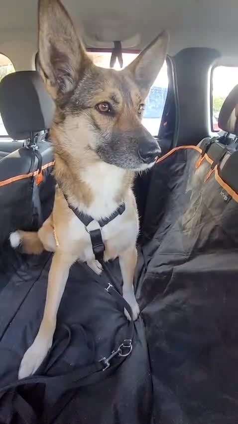 Meticcio cani in regalo: Anais, la nostra splendida lupetta - Video 2