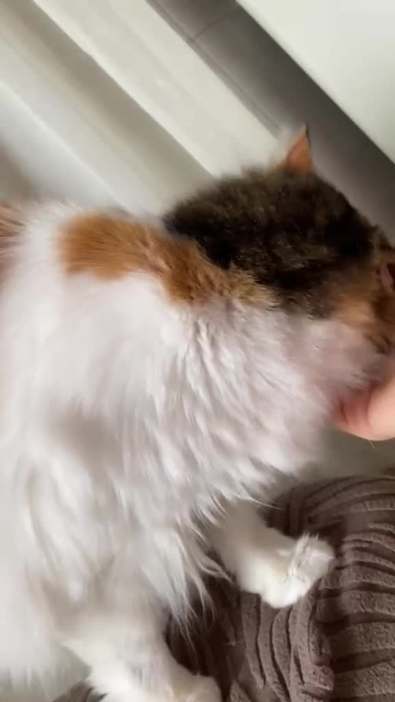 Altre razze gatti in regalo: SISSY E SOFIA APPELLO URGENTE a Città metropolitana di Roma Capitale - Video 2