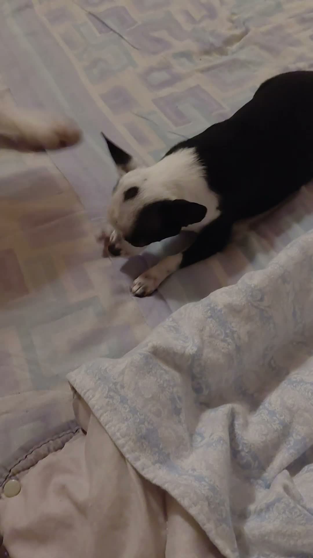 Chihuahua cani in regalo: Chihuahua femminuccia 1 anno e mezzo  - Video 1