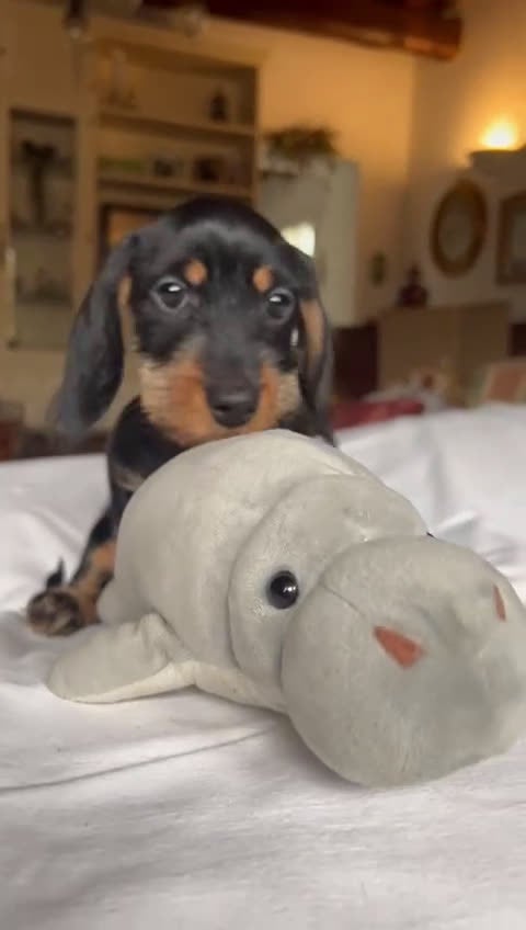 Bassotto cani in vendita: Cuccioli di Bassotto pelo duro con Pedigree Enci - Video 2