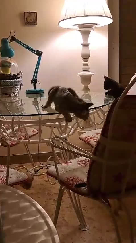 Europeo gatti in regalo: Trilli, Peter e Pan 💞💞💞 - Video 1