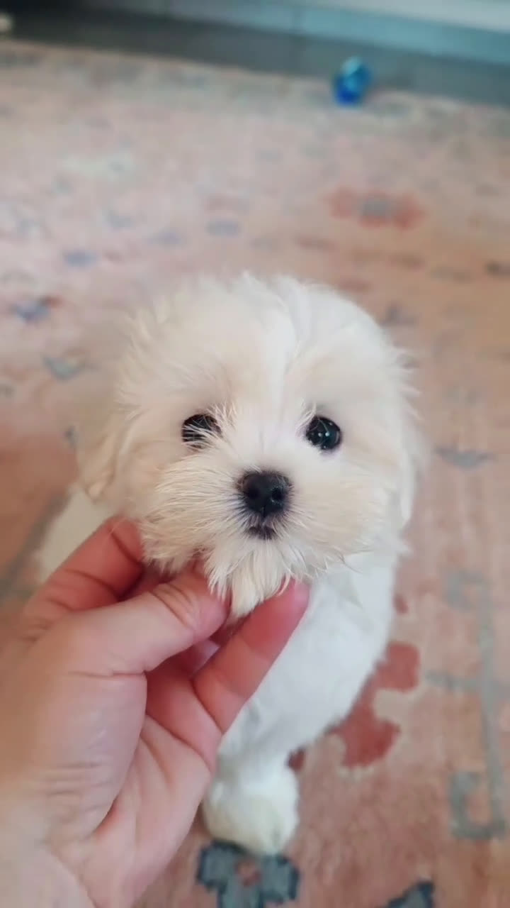 Maltese cani in vendita: Cuccioli di razza Maltese  a Provincia di Padova - Video 3