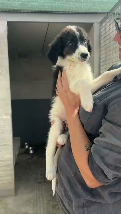 Meticcio cani in regalo: ❤️🐶 DIDO & MANICON 🐶❤️ - Video 2