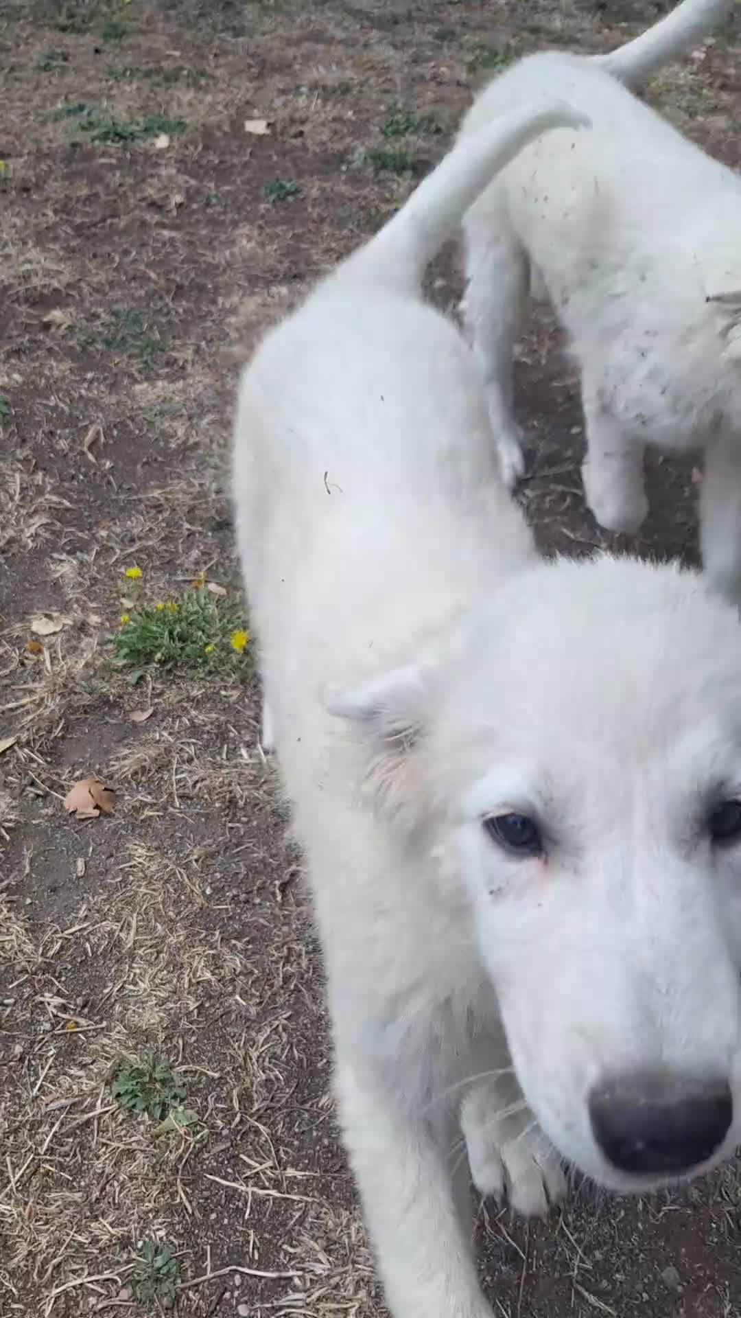 Pastore Abbruzzese Maremmano cani in vendita: 🐶 Cucciola femmina di Pastore Maremmano-Abruzzese - Video 3