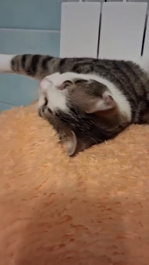 Europeo gatti in regalo: PAOLETTO GATTINO DOLCISSIMO DI 4 MESI - Video 1