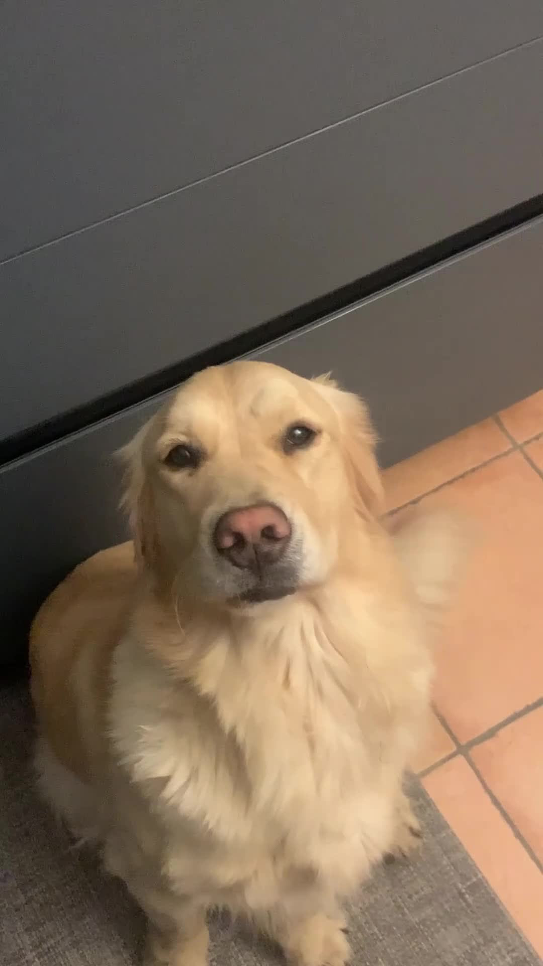 Golden Retriever cani in vendita: Cuccioli di Golden Retriever - Video 4