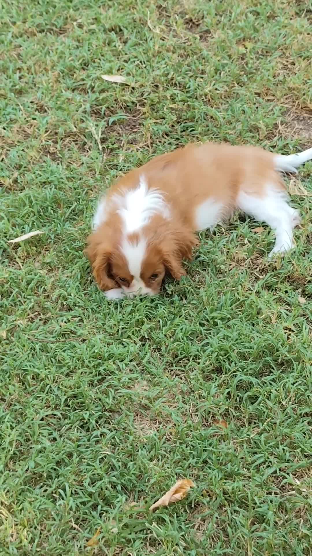 Cavalier King cani in vendita: Cucciolata Cavalier King - Video 1