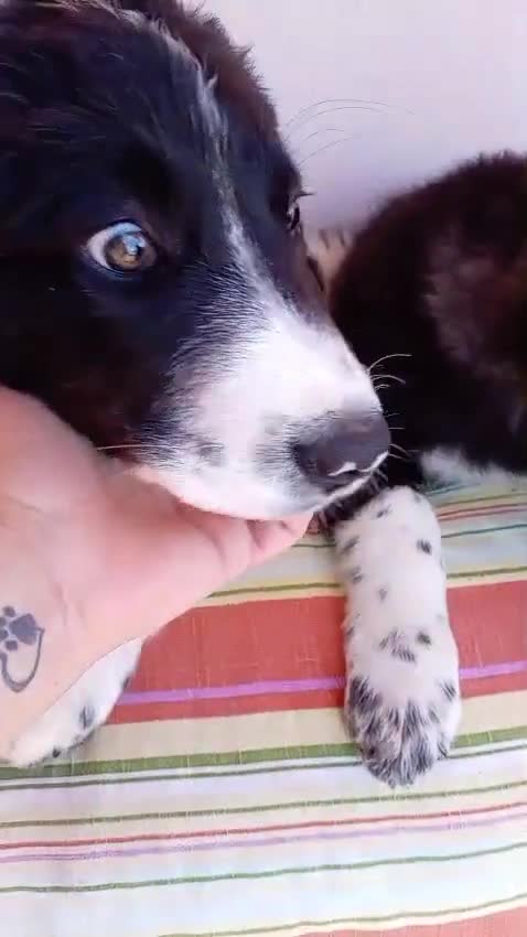 Border Collie cani in regalo: 🐾❤️Nando cerca casa 🐾❤️ - Video 2
