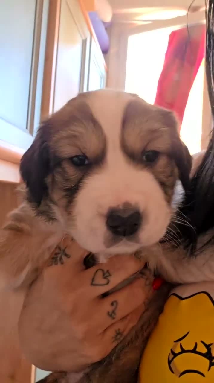 Meticcio cani in regalo: Regalasi cucciole di  due mesi  - Video 3