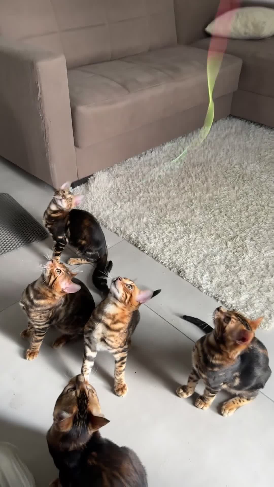 Bengala gatti in vendita: Bengala TICA Bellissimi ed Adorabili  a Città Metropolitana di Napoli - Video 2