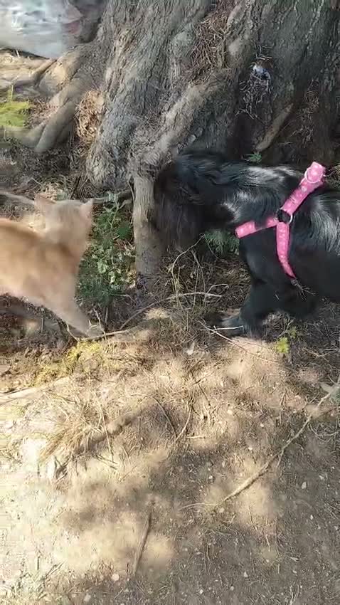 Meticcio cani in regalo: KEYLI cucciola taglia medio piccola - Video 1
