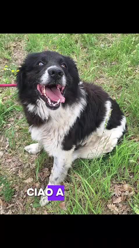 Meticcio cani in regalo: Cosmo mix Border Collie 3anni,aspetta da sempre. - Video 1