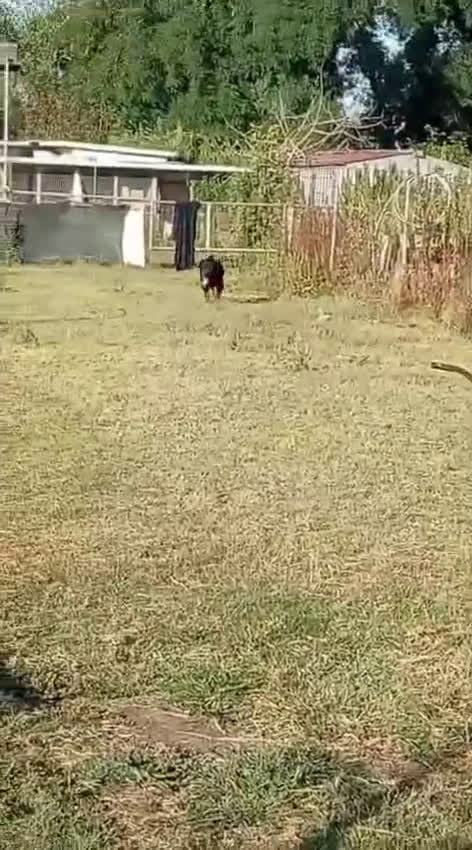 Rottweiler cani in regalo: Ares: 5 anni, Rottweiler equilibrato, socievole  a Città Metropolitana di Genova - Video 3