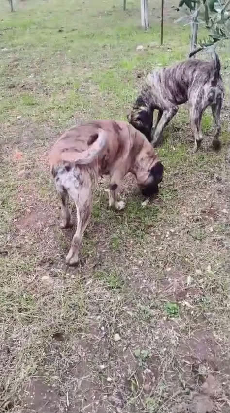 Cane Corso cani in regalo: Kira e Zeus, due anime buone in cerca di casa - Video 5