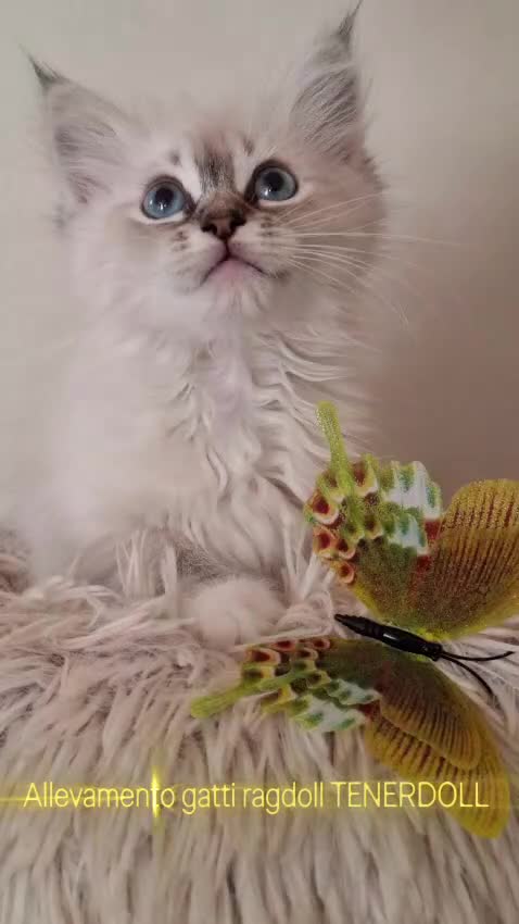 Ragdoll gatti in vendita: Ragdoll con Pedigree  - Video 3