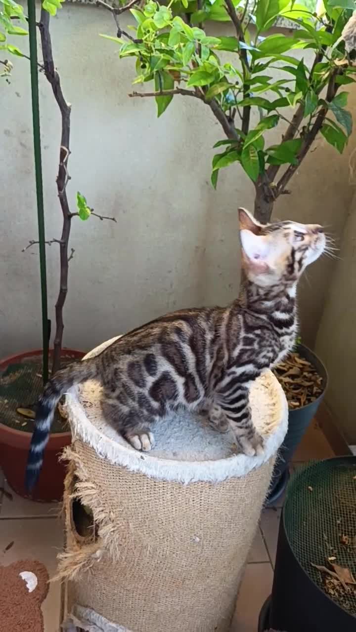 Bengala gatti in vendita: laun splendore cucciola Bengala 🥰  - Video 1