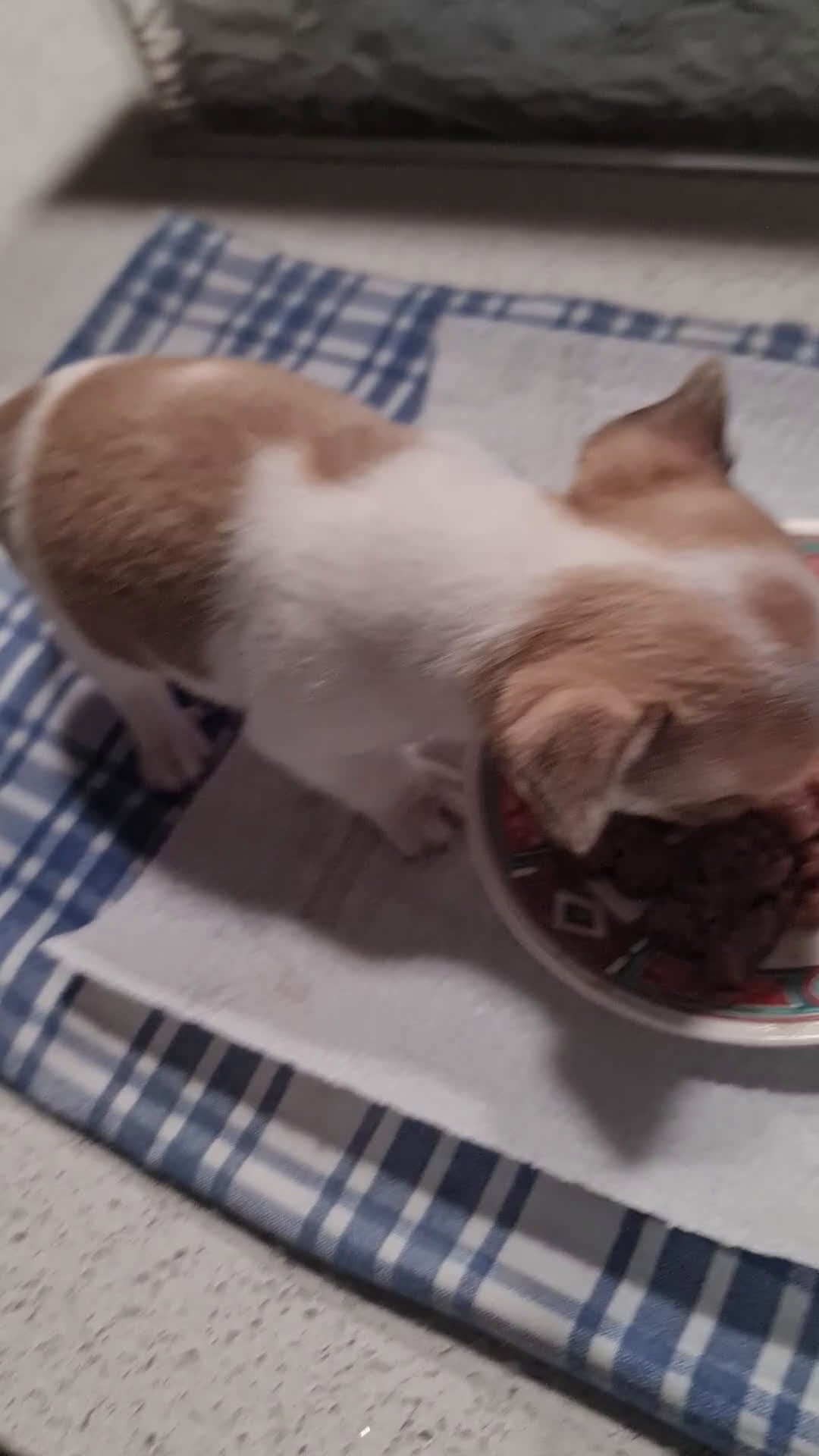 Chihuahua cani in vendita: Bellissimo chihuahua  - Video 1