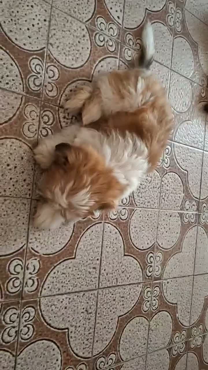Shih Tzu cani in vendita: Vendita cucciolo - Video 1