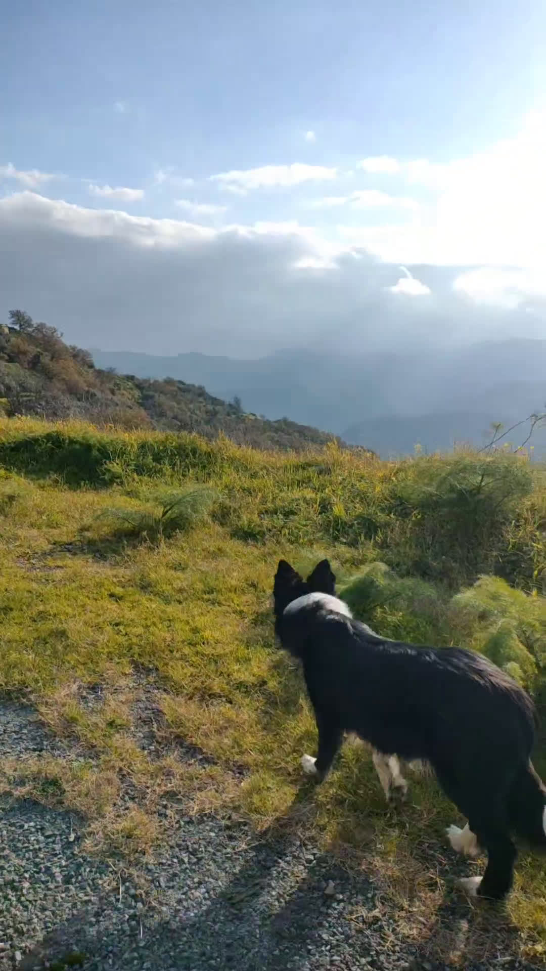 Border Collie cani in vendita: Cuccioli di Border Collie - Video 2