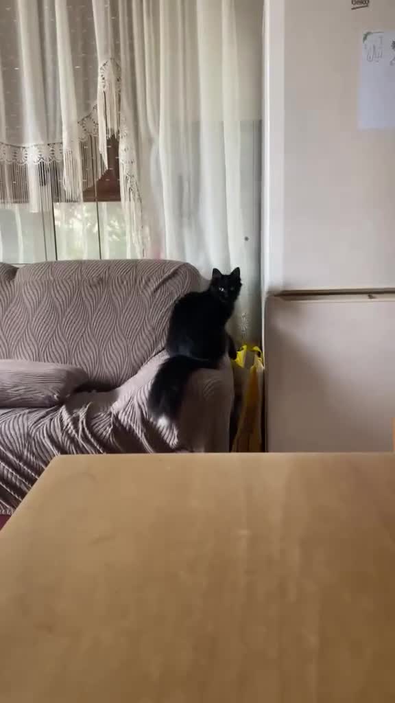 Altre razze gatti in regalo: SISSY E SOFIA APPELLO URGENTE a Città metropolitana di Roma Capitale - Video 3