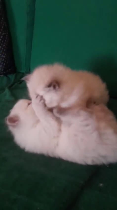 Siberiano gatti in vendita: Siberiano Neva Masquerade  - Video 1