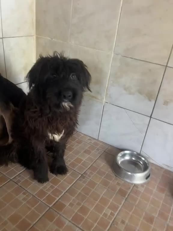 Meticcio cani in regalo: Zorro, Schnauzer-Terrier Mix in canile a Catania - Video 1