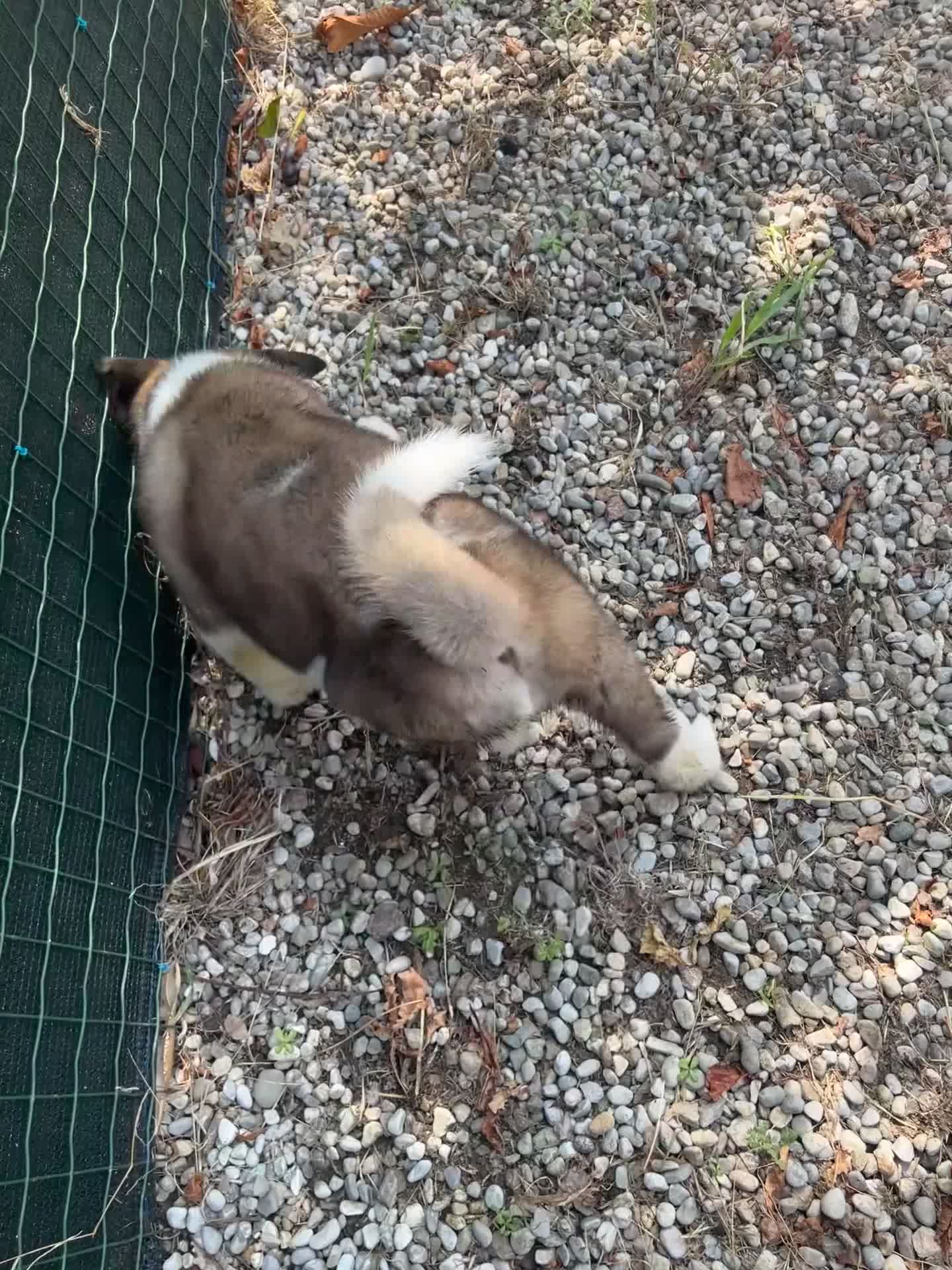 Akita Americano cani in vendita: Cucciolo Akita Americano  a Provincia di Modena - Video 1