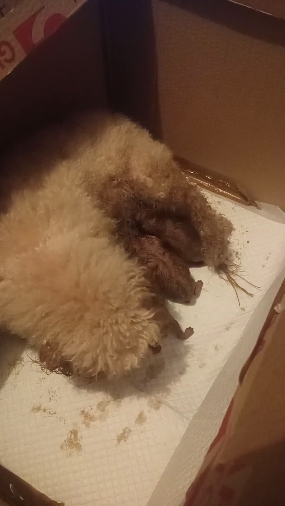 Barboncino Toy cani in vendita: Barboncino toy - Video 1