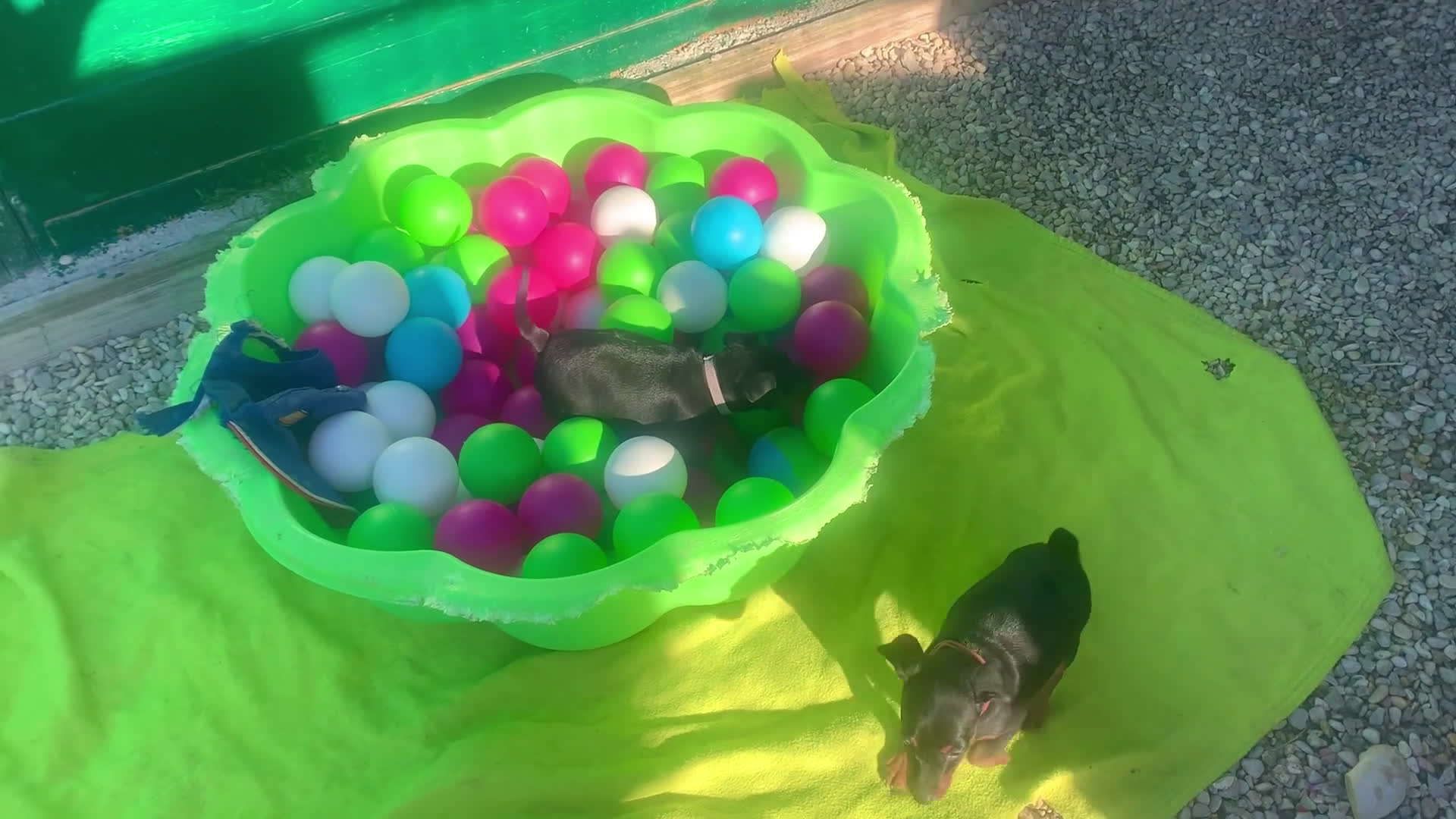 Pinscher Miniatura cani in vendita: Pinscher nano  - Video 1