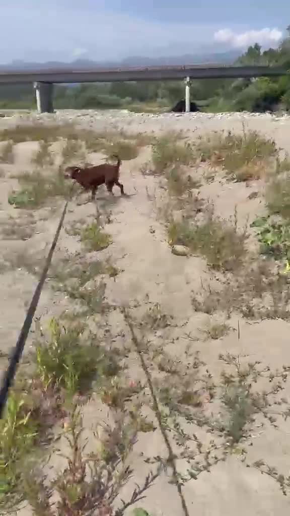 Meticcio cani in regalo: Everel: 12 anni, equilibrato e socievole  - Video 1