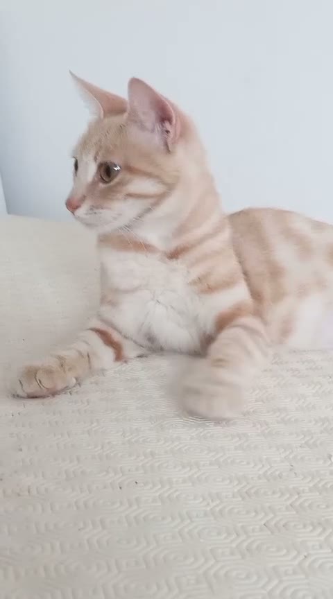 Europeo gatti in regalo: LILLA GATTINA STUPENDA - Video 1