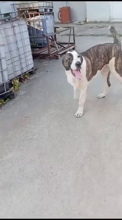 Pastore Asia Centrale cani in vendita: Pastore Asia Centrale  - Video 4