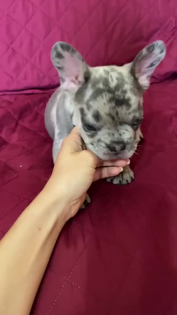 Bulldog Francese cani in vendita: RIO!! - Video 1