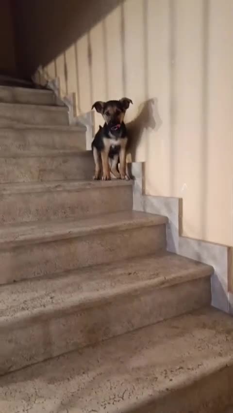 Meticcio cani in regalo: Koda è rimasto solo - Video 1