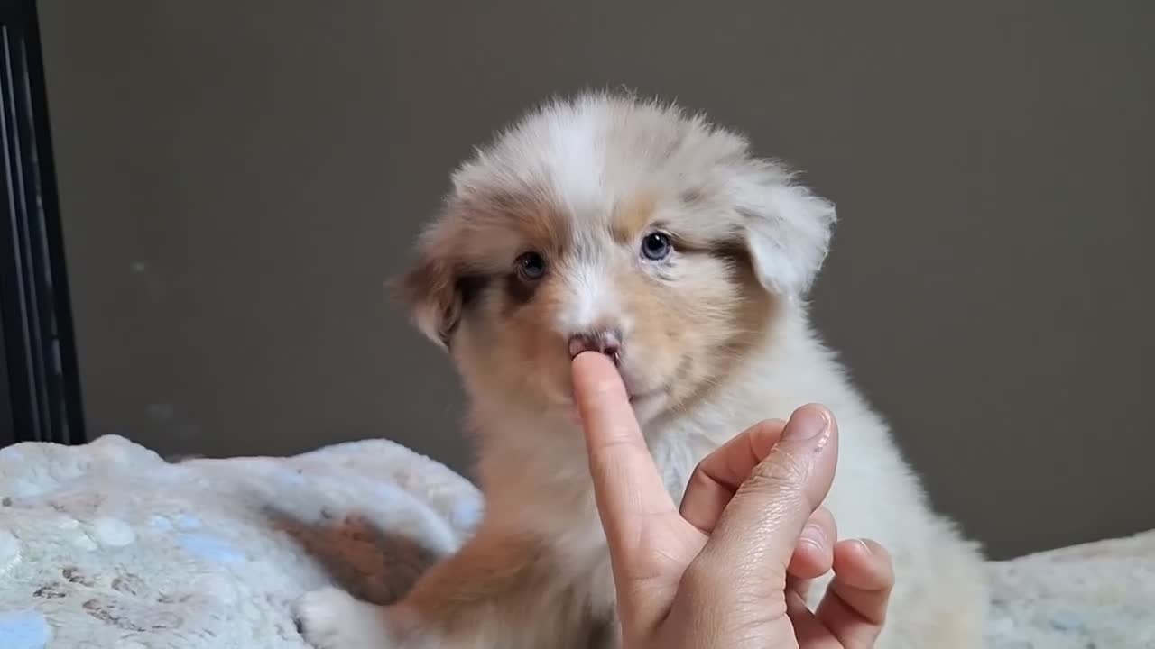 Australian Shepherd cani in vendita: cuccioli pastore australiano  - Video 5